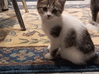 British longhair kırması kedimiz