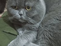 Ücretsiz sahiplendirme kedimiz