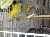 SEVDA PAPAĞANI YENİ YEME DÜŞMÜŞ