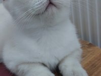 Efsane güzellikte british shorthair bebekler