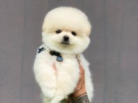 Sevimli pomeranian bebekler yeni ailelerini bekliyorlar
