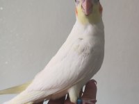 Eğitmelik iki aylık bebek lutino sultan papağanı