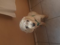 MALTİPOO 7 AYLIK
