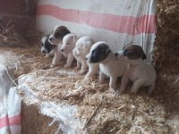 Jack russell minnikler
