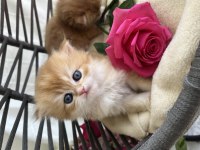 Pofuduk British Longhair Yavrular