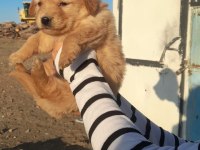 A KALİTE GOLDEN RETRİEVER KÖPEKLER