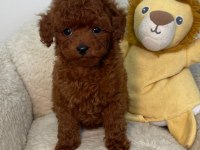 Tiny Boy Poodle Bebekler