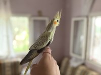 45 GÜNLÜK EV ORTAMINDAN SULTAN PAPAĞANI