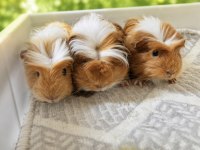 Safkan CORONET Ginepig Bebekler