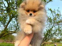 Pomeranian yavrularımız teslime hazır