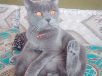1 yaşında kısır erkek british shorthair