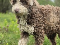 Trde nadir bulunan ırklardan ausiedoodle yavrumuz