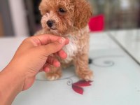 Tatlı Yüzlü Maltipoo Bebeklerim