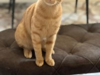 ACİLEN KEDİMİ SAHİPLENDİRMEK İSTİYORUM