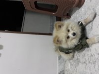 Pomeranian 4 aylık