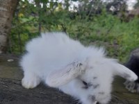 Safkan Hollanda lop tavşanı