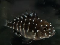 Tropheus Maswa Yavruları