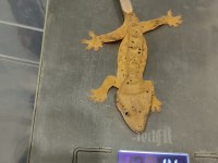 Crested Gecko