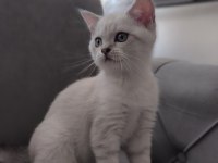 British Blue Point