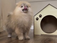 Pomeranian Boo Orange Erkek