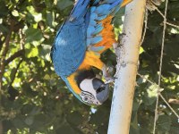 Sahibinden Macaw 8 Aylık