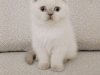 Maviş gözlü scottish fold yavrum yeni ailesini arıyor