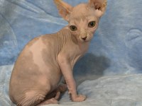 Kedimiz Naked Beauty Sphynx Cattery