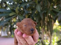 Poodle yavru 2 aylık