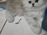 14 haziran doğumlu british longhair
