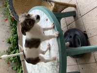 Kendi jack russell yavrumuza yuva arıyoruz