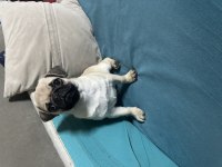 HAMBURGER SURAT GÜL KUYRUK PUG MOPS YAVRULAR