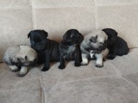 KALİTELİ PUG MOPS YAVRULAR