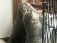 2 erkek 1 dişi 65 günlük british shorthair yavruları