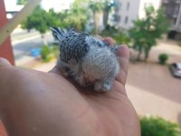 Ele alışık yavru muhabbet kuşu