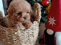 Dişi Maltipoo Yavru