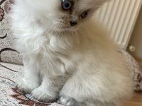 British longhair bebişler