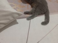 Prenses scottish fold kedimiz duman