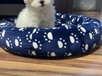 Orjinal kilo garantili maltese terrier yavrular