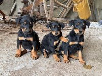 Doberman Yavrularımız