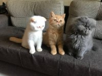 Scottish Straight Longhair Erkek ve Scottish Fold Shorthair