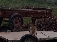 5 Aylık alman kurdu