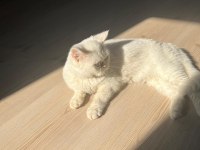 5 aylık british shorthair erkek yavru