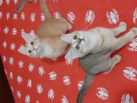 British shorthair evcilmen yavrumuz