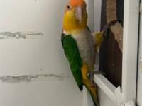 Portakal Kafa Takım DNA Caique