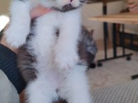 British shorthair kedisi için ulaşın
