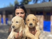 Safkan golden retriever yavrularım