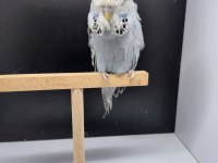 Show Jumbo Yavru Dişi Muhabbet Kuşu