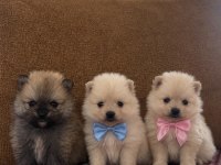 Safkan Pomeranian Boo Yavrular