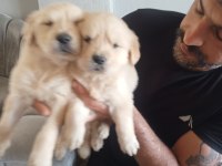 Golden Retriever Baby Face