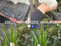 Hollanda lop tavşanlar